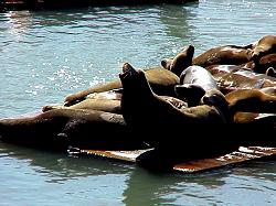 Sea Lions Pier 39 at Fisherman's Wharf San Francisco