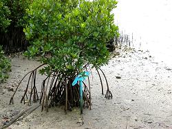 mangroves on beach