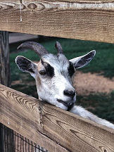Florida State Fair goats and other farm animals
