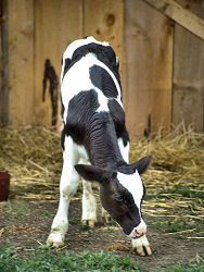 Florida State Fair cows and orther farm animals