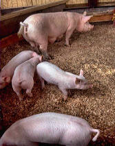 Florida State Fair pigs and other farm animals