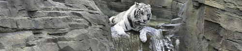 Busch Gardens Tampa white Bengal Tiger