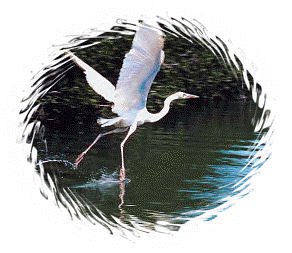 Bird on Land O' Lakes