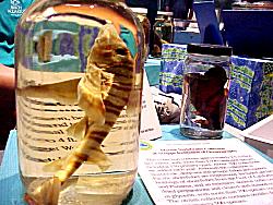preserved fish for study