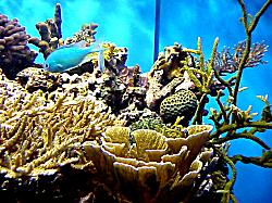 coral in tank