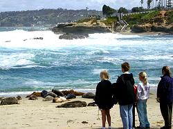 Sea lions resting on the beach