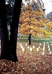 rows of graves in Arlington