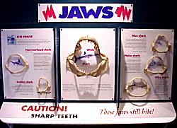 shark jaws