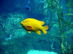 yellow fish