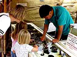 tide pool helper