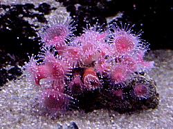 pink sea creature