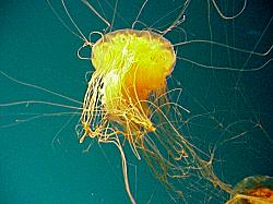 yellow jelly fish