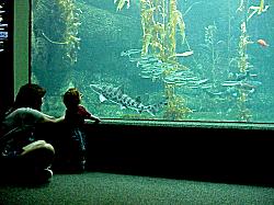 family watching fish