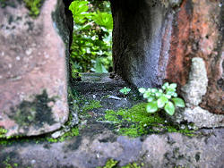 view of yard through hole in wall