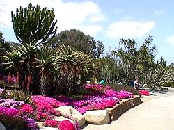 desert blooms