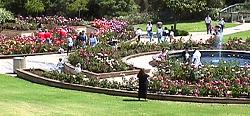 rose garden