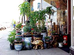 display of plants and pots on sidewalk
