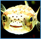 fish smiling