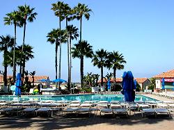 pool and palm trees