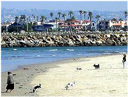 dogs on beach