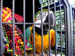 bird in cage at Bazaar del Mundo